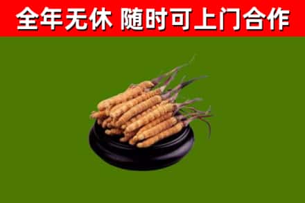 杜尔伯特县回收冬虫夏草