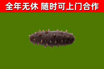 杜尔伯特县回收海参干